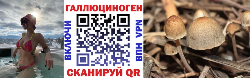 Купить где Новомосковск Псилоцибиновые грибы Magic Shrooms